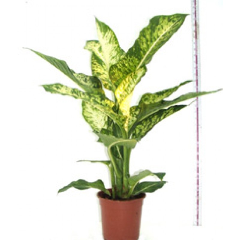 Дифенбахия / Dieffenbachia 80/17